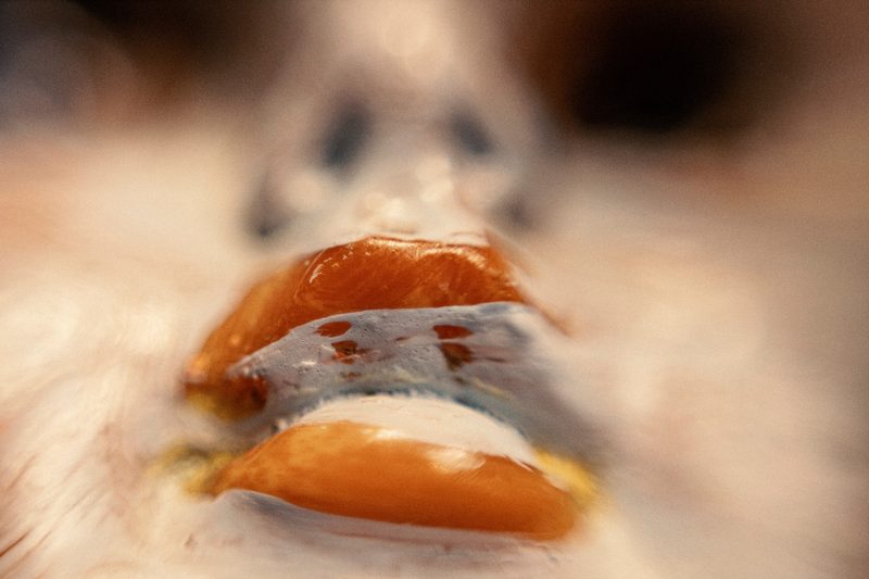 Merrimundi — realización, fotografía 14